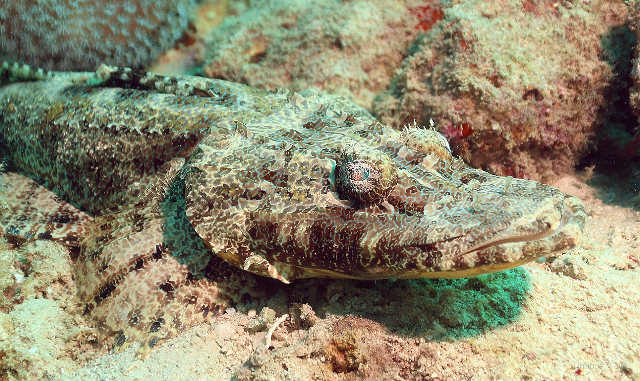 Sipadan_2015_Poisson crocodile de Beaufort_Cymbacephalus beauforti_IMG_2633_rc.jpg